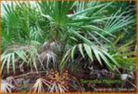 Saw Palmetto Fruit Extract